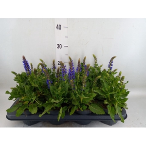 Salvia sylvestris 'April Night'