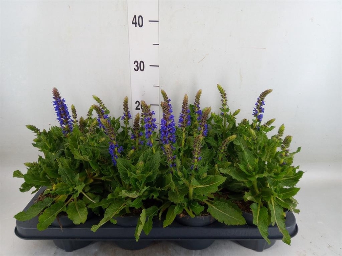 <h4>Salvia sylvestris 'April Night'</h4>