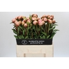 Paeonia Albert Crousse