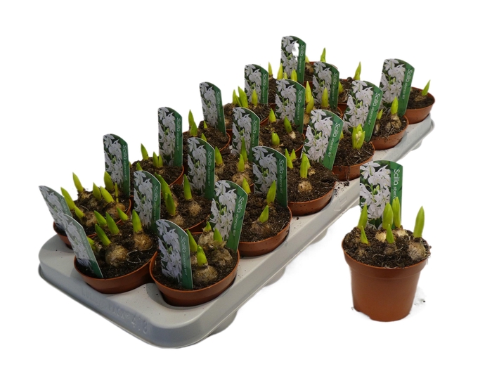 <h4>SCILLA WHITE P9</h4>