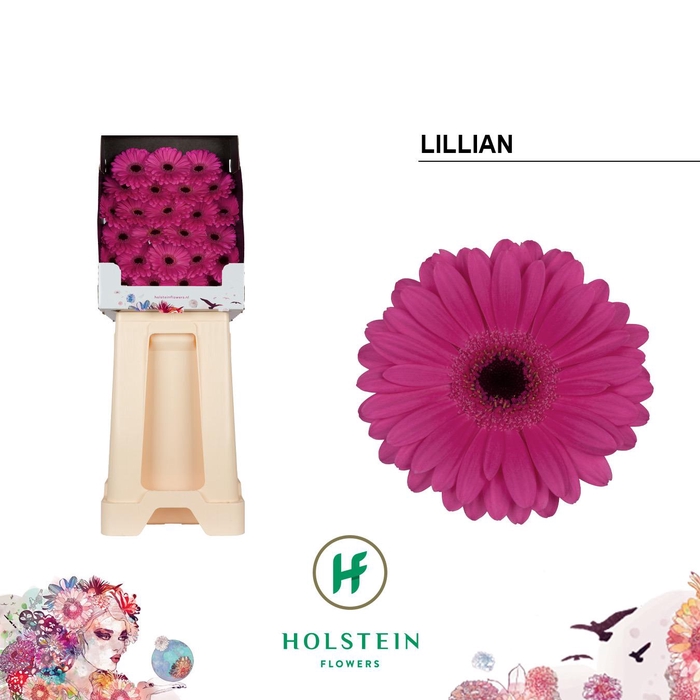 <h4>Germini Lillian Diamond</h4>