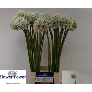 ALLIUM WHITE GIANT