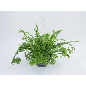 SAMAMBAIA SAIA BAIANA C21