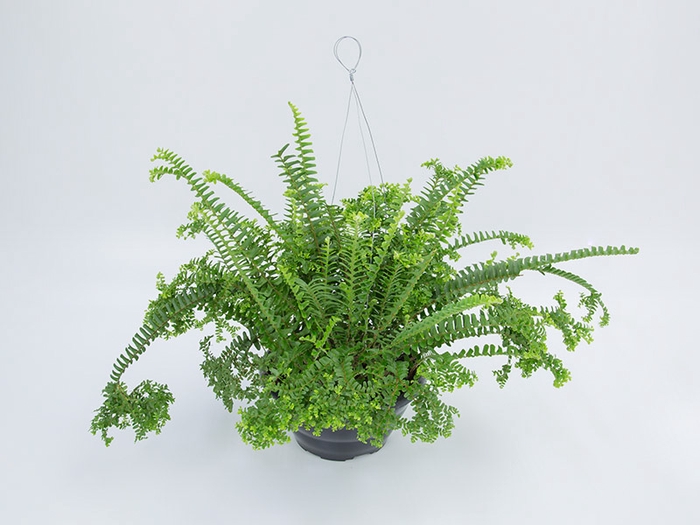 SAMAMBAIA SAIA BAIANA C21