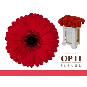 Gerbera Beauty Water