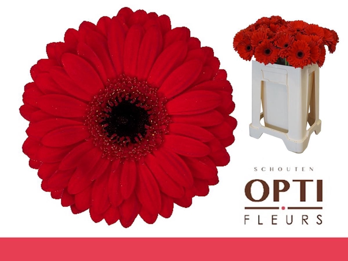 <h4>Gerbera Beauty Water</h4>