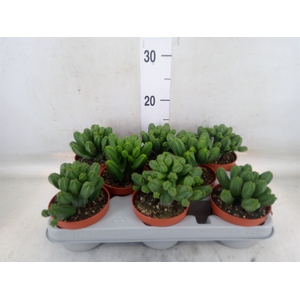 Euphorbia   ...