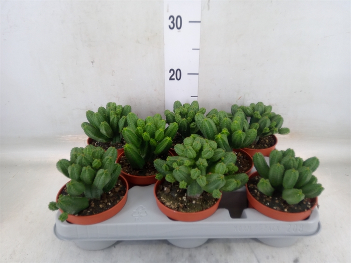 <h4>Euphorbia   ...</h4>