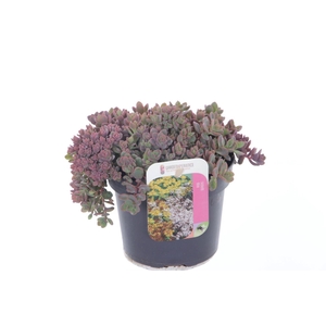 Sedum cauticola Lidakense