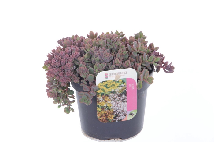 <h4>Sedum cauticola Lidakense</h4>