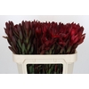 Leucadendron Saf Sunset Dark R.
