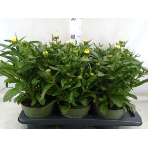 Leucanthemum sup. 'Banana Cream'