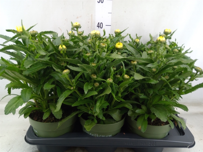<h4>Leucanthemum sup. 'Banana Cream'</h4>