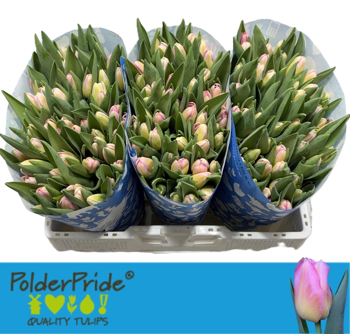 <h4>TU EN TOM POUCE</h4>