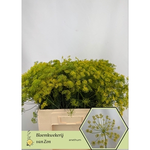 ANET GRAVEOLENS
