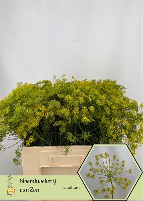 <h4>Anethum Graveolens Frank Van Zon</h4>