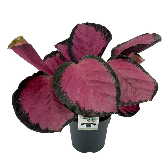 <h4>Calathea Rosepicta Misty Red P14</h4>