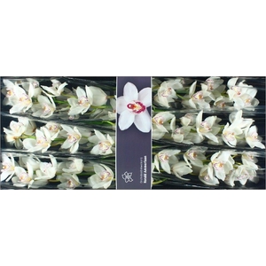 Cymbidium White Crystal