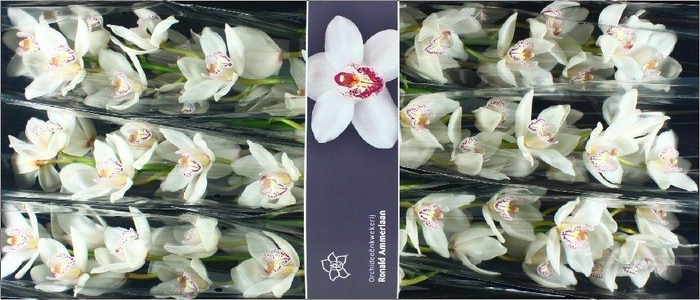 <h4>Cymbidium White Crystal</h4>