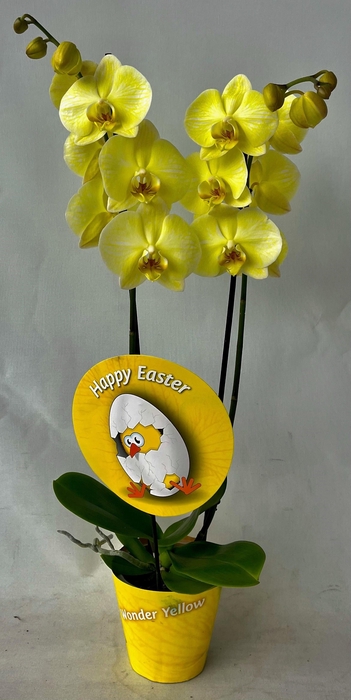 <h4>Pasen 2 tak</h4>