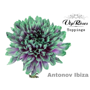 CHR G ANTONOV IBIZA