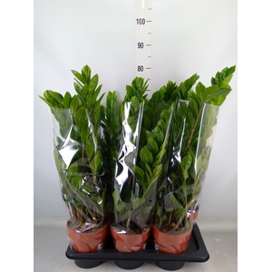 Zamioculcas zamiifolia