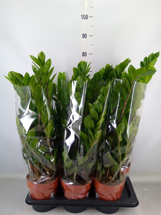 <h4>Zamioculcas zamiifolia</h4>