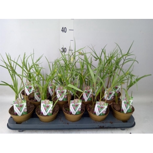 Fritillaria meleagris