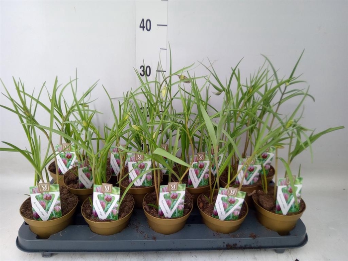 <h4>Fritillaria meleagris</h4>