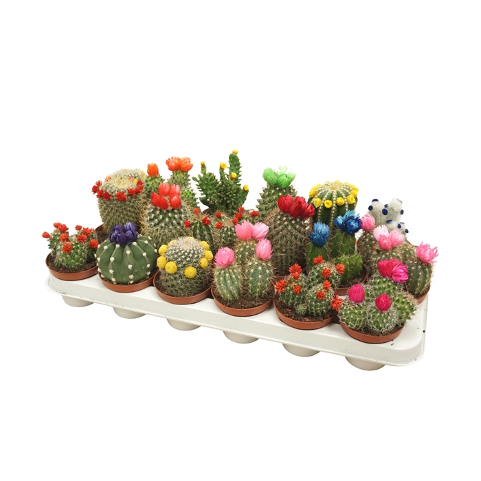 <h4>Cactus mix strobloem 8,5 cm</h4>
