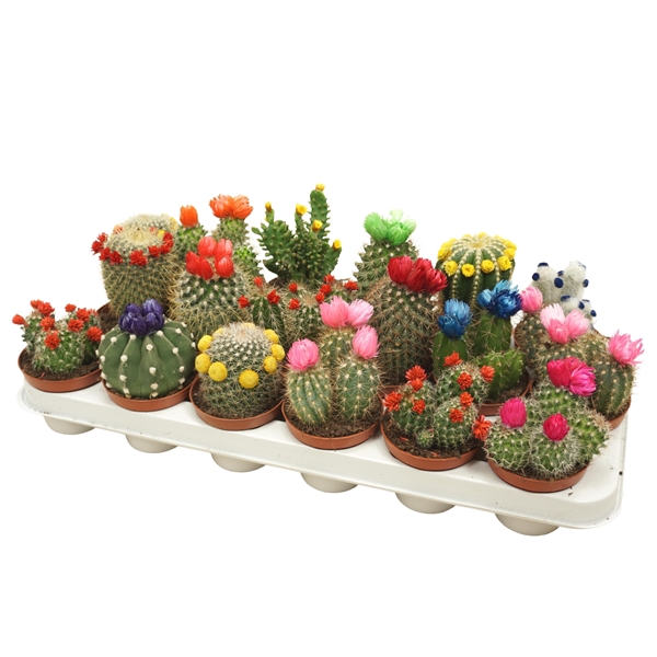 Cactus mix strobloem 8,5 cm