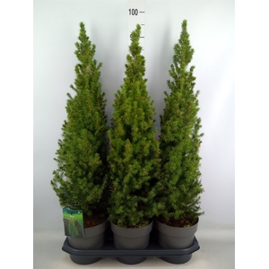 Picea glauca 'Perfecta'