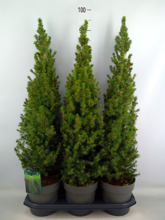 <h4>Picea glauca 'Perfecta'</h4>