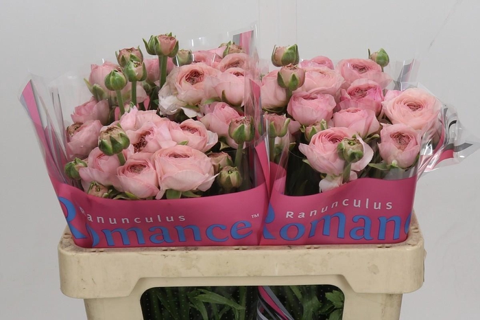 <h4>Ranunculus Romance Seine</h4>