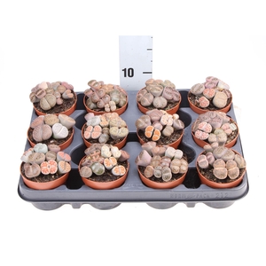 Lithops sp.