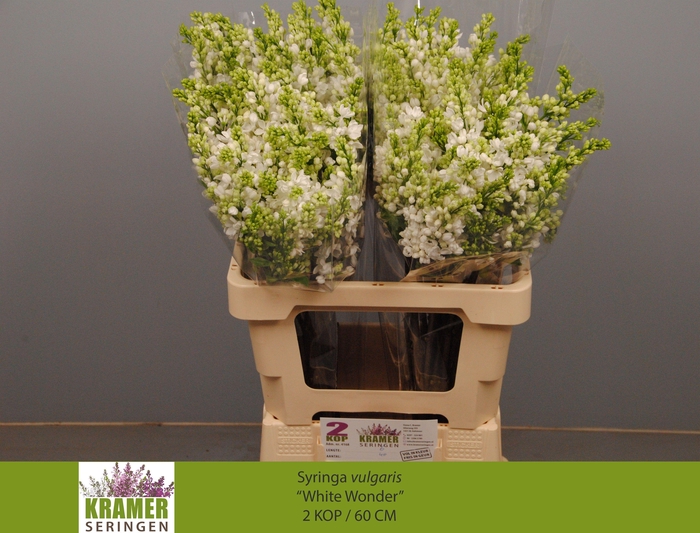 <h4>SYR VU WHITE WONDER</h4>