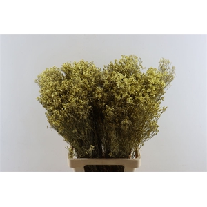 Dried Limonium Diamond Gl Goud Pst