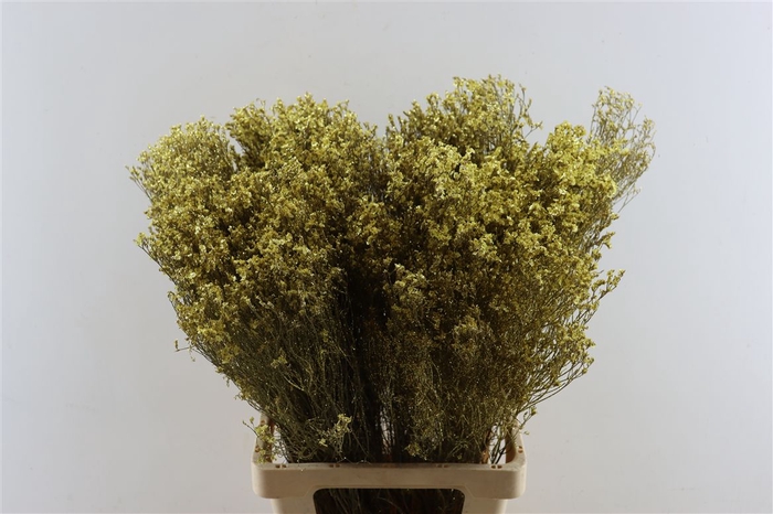 <h4>Dried Limonium Diamond Gl Goud Pst</h4>