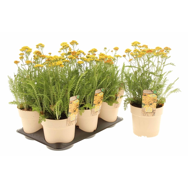 <h4>Achillea Milly Rock Yellow Terracotta (Climate Proof)</h4>