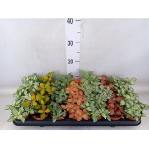 Fittonia   ...mix 7
