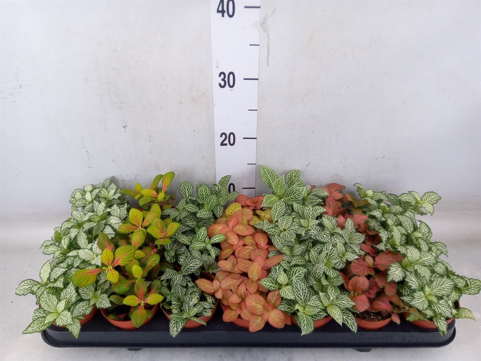 <h4>Fittonia   ...mix 7</h4>