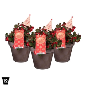 Gaultheria Pr Big Berry  Keramiek Terracotta + Ste