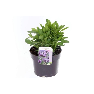 Verbena bonariensis
