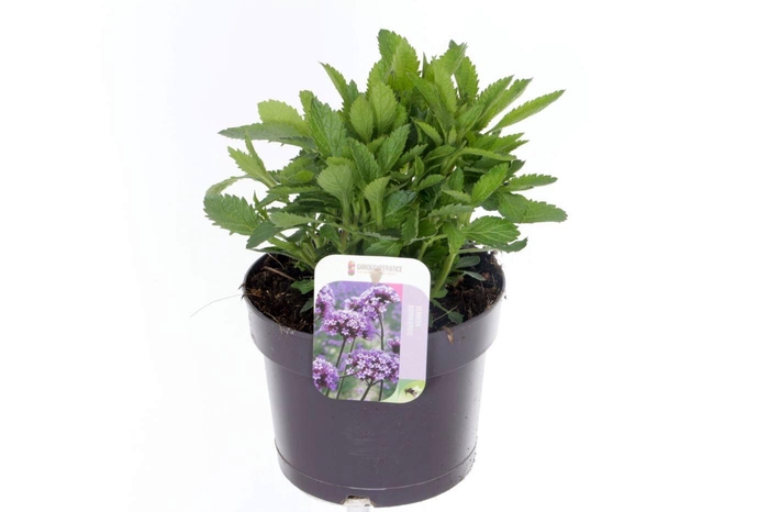 <h4>Verbena bonariensis</h4>