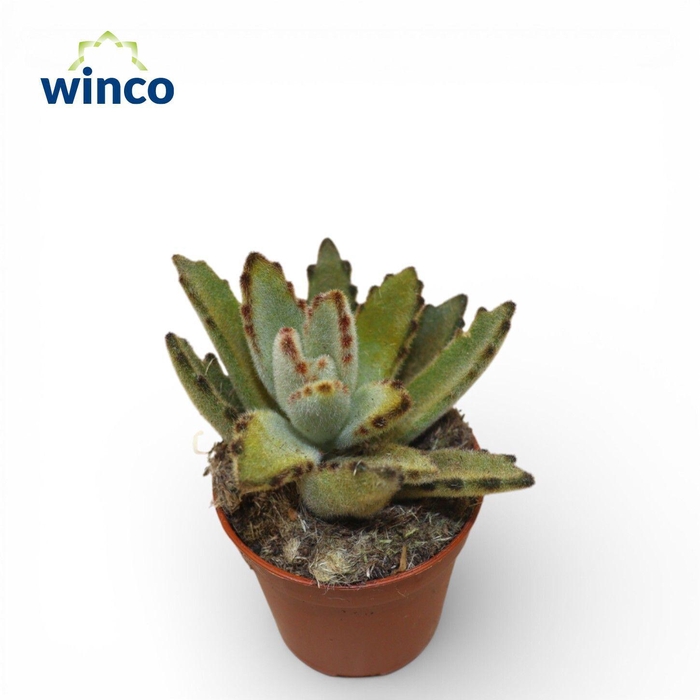 <h4>Kalanchoe Golden Girl</h4>