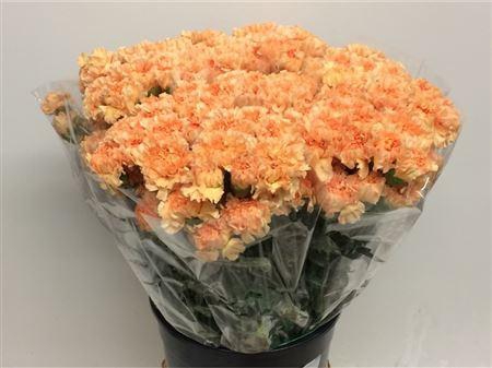 <h4>Di St Tamarind Peach X 160</h4>