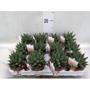 Haworthia   ...