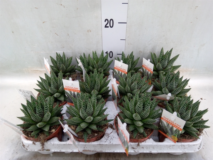 <h4>Haworthia   ...</h4>