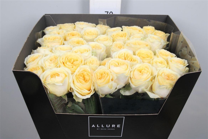 <h4>R Gr Buttercup</h4>