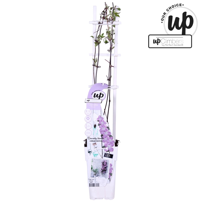 <h4>Clematis Montana</h4>